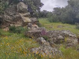 Flora del Cerro Masatrigo